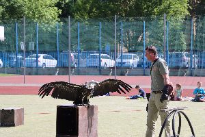 Vystoupení s dravými ptáky, 22.5 (63)