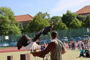 Vystoupení s dravými ptáky, 22.5 (84)