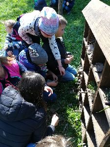 Planting tomatoes 3