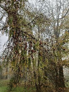 IMG20241024102554
