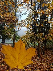 IMG20241024103151