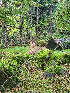 ZOO (5)