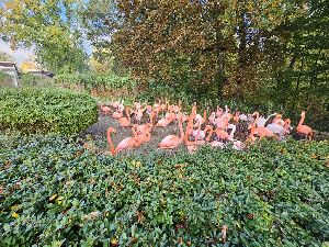 ZOO (22)