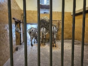 ZOO (46)