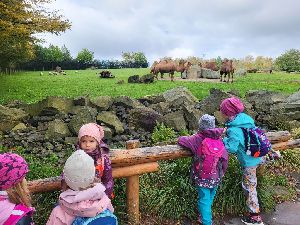 ZOO (17)