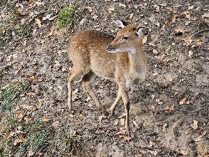 ZOO (48)