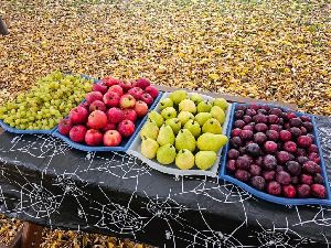 Halloween (11)